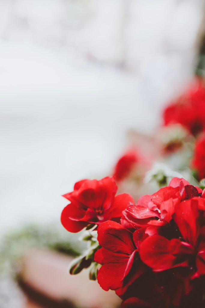 Red Flowers on White Background